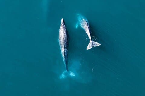 4 Day Gray Whale Expedition in Magdalena Bay