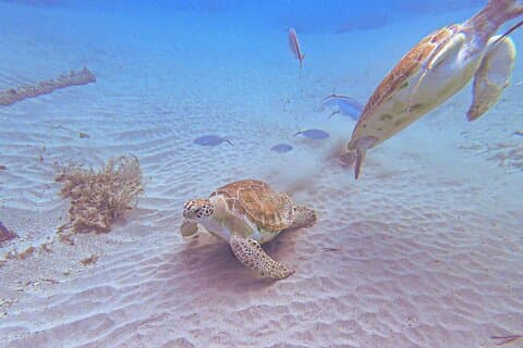 Turtle encounter, Hidden cave and Beach Tour