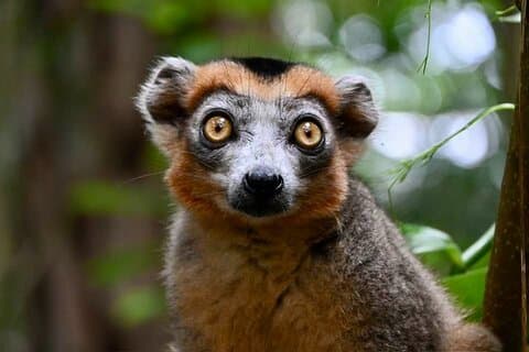 Excursão de 8 dias Madagascar Oriental fauna e natureza