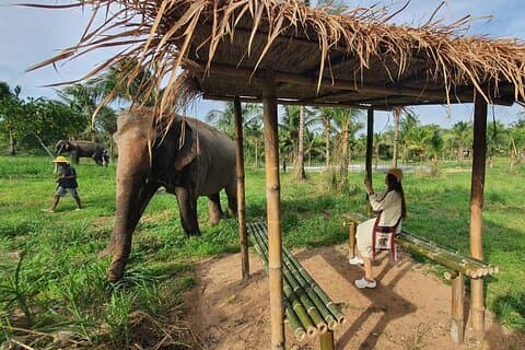 Ethical Elephant Sanctuary Tour with Private Transfer