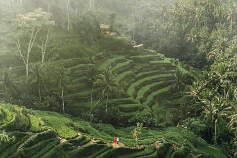 Ubud Private Tour : Affenwald, Reisterrasse, Tempel, Wasserfall