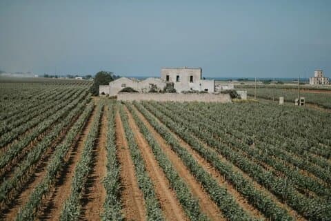 Brindisi Wine Experience : Wine Tasting and Winery Visit