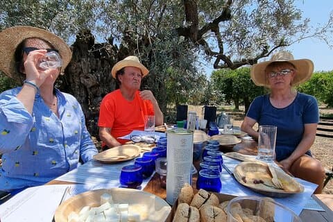 SYSTASIS Olive Oil Tasting Experience in Ermioni Greece