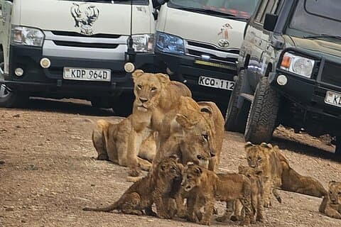 Safari nel Parco Nazionale di Nairobi I più votati e Kobe Beads Experience