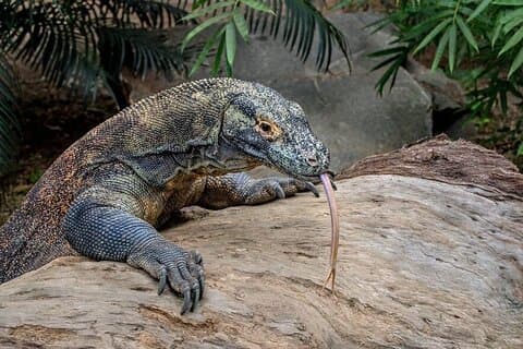 Pequeno Grupo Komodo Fast Boat Tour com Padar Island & Pink Beach