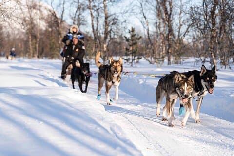 Fun & Easy Dog Sledding Adventure from Tromsø