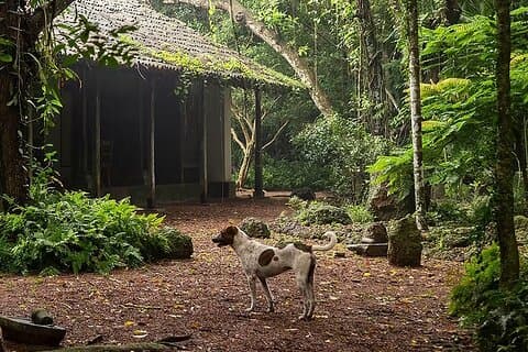 Kadadasi and the Backyard Forest