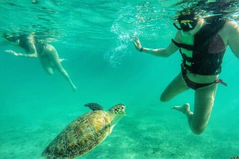 Excursão Privada: Turtle Swim & Cenote