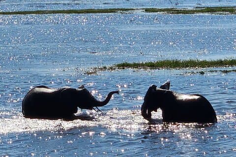 Chobe’s Dual River Safari: Morning Mystery+Afternoon Majesty