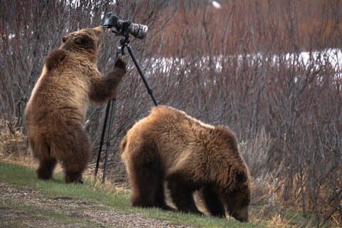 Best of Yellowstone National Park **Private** Tour