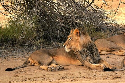 Chobe du crépuscule à l'aube lorsque les Léopards et les Lions sont actifs