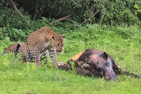 Ella, Yala & Mirissa: Nature and Adventure Escape All Inclusive
