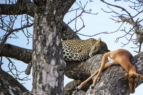 Chobe Sunrise Luipaard en Leeuw Safari Tracking