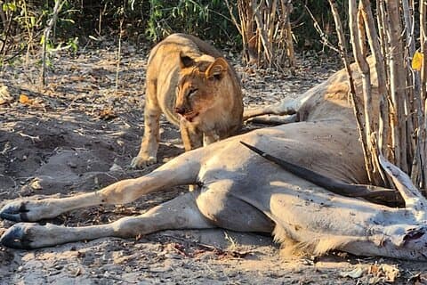 Chobe Signature Safari: Land & River Experience for Small Groups