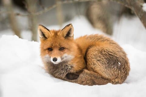 Rovaniemi til Ranua Zoo