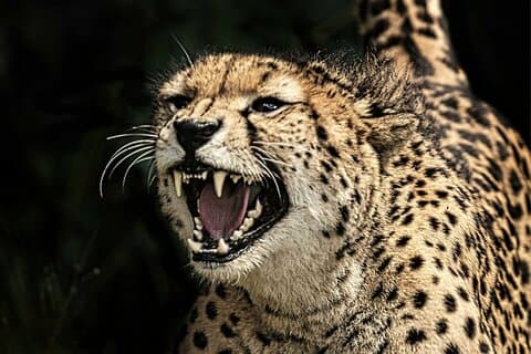Chobe's Unique Quadripoint Predator Safari: Lions Leopards & More