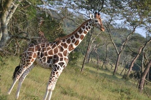 Hoteller i nærheden af Lake Mburo & Queen Elizabeth National Parks