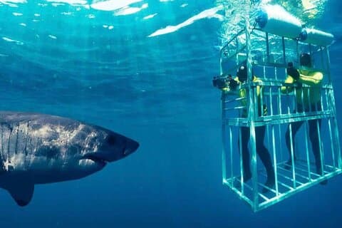 Full Day Shark Cage Diving Adventure in Cape Town