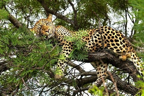 Chobe : ヒョウからランカーまで : Safari AM, Tiger Fishing PM