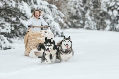 Husky Sprint 2 km Giro in slitta invernale e visita alla fattoria