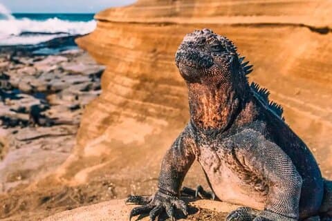4 - Day Island Hopping dans les îles Galapagos depuis Santa Cruz