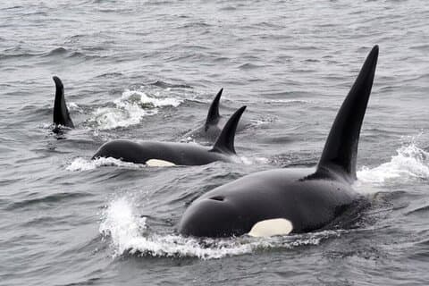 コルテス海の自然そのままのサファリ