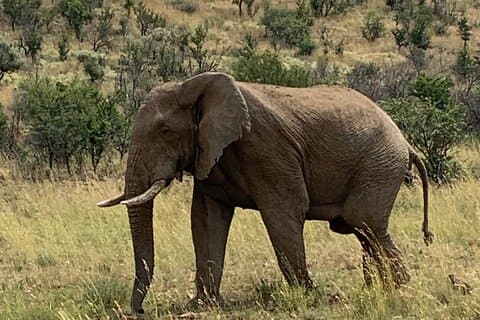 3-dages tur til Panorama og Kruger National Park