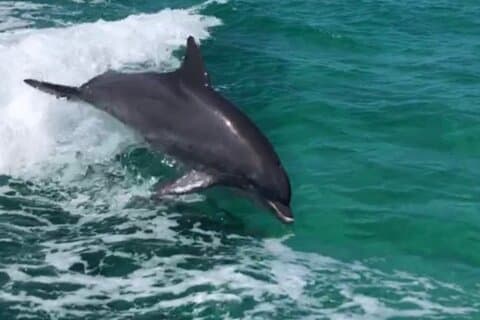 Crucero privado de delfines