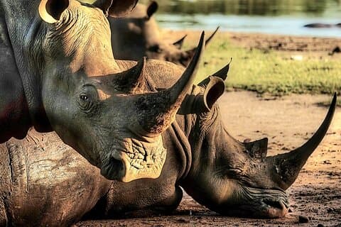 Guidad Rhino Trek och Bush Safari nära Victoria Falls-Unique