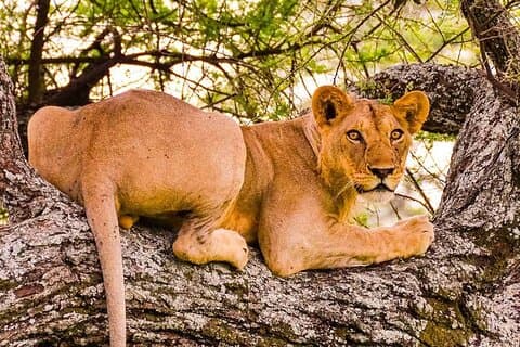 3 Tage Private Tour in Tarangire, Ngorongoro und Lake Manyara