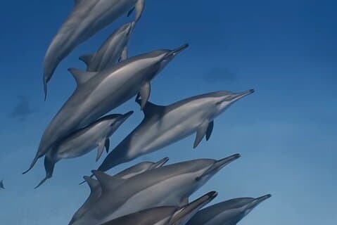 Swim With Wild Dolphins and South Tour with Lunch