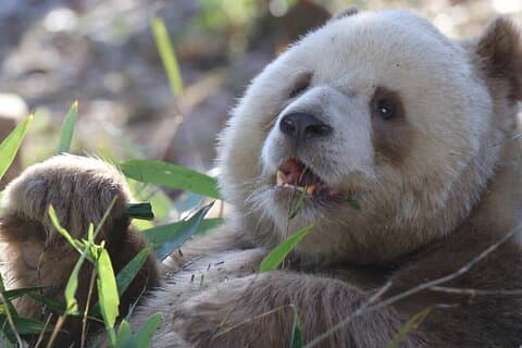Qizai-Le seul panda brun au monde-Xi’an Panda Day Tour
