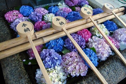 Excursão privada de Kyoto Hydrangea de carro e trem