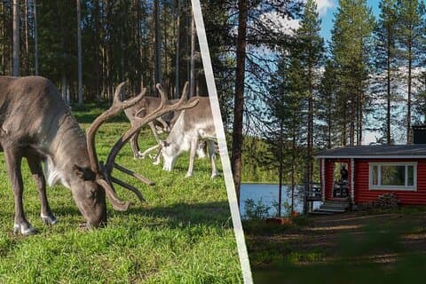 Privat vildmarksbastu & rengårdsbesök från Rovaniemi
