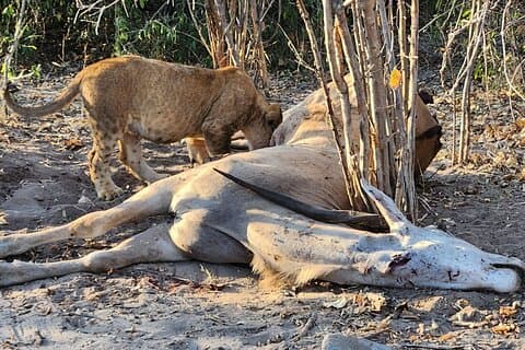 Kleine groep : 3 uur durende Zambezi NP Safari Drive Adventure * D-F-ES