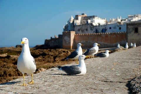 Essaouira Volledige dagtrip vanuit Marrakech-Essaouira Marokko Dagtrip