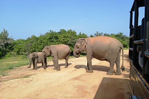 Excursion privée en jeep dans le parc national de Yala