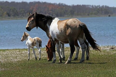 Berättad rundtur i Chincoteague, Wild Pony och Nature Cruise