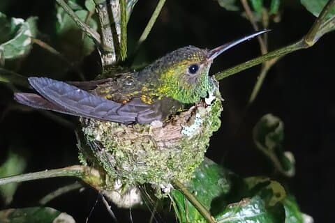 Mystische Nachttour in Tortuguero