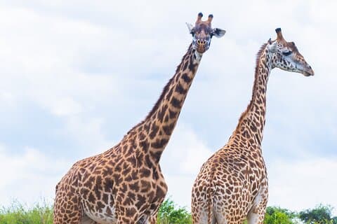 Rundtur i NNP, Sheldrick, Giraffe Centre och Kazuri Beads Experience