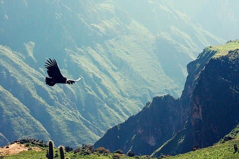 Colca Canyon Tour from Puno to Arequipa with Scenic Views
