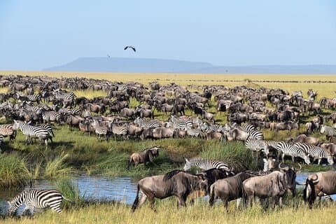 8 Días Safari Wildebeests Temporada de Migración y Parto