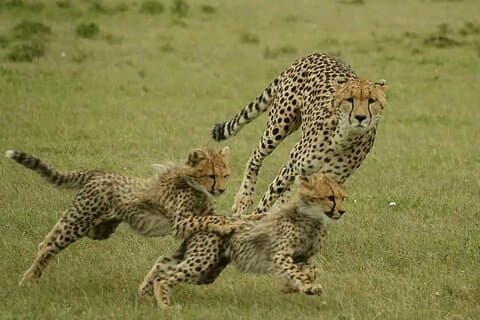 3 - Giorni Safari di Gruppo Masai Mara con Visita al Villaggio Masai