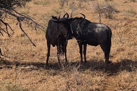Safari : Parc national Kruger depuis Maputo (véhicule ouvert)