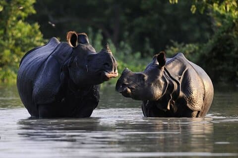 Guwahati, Kaziranga & Majuli Island Tour