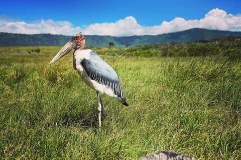 8 Tage perfekte tansanische Safari Erkunden Sie den Northern Circuit