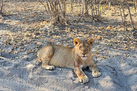 Unique Zambezi/Chamabondo 4x4 Safaris *GB-F-D-ES