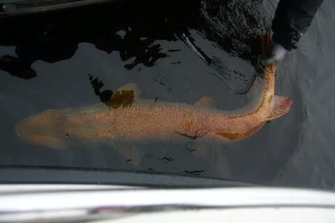Fishing in Lapland Massive Northern Pike