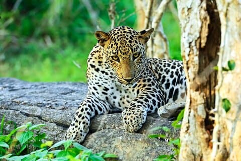 Yala Nationalpark Leopard Safari Wildlife Private Abenteuer