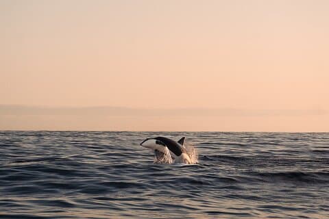 Summer Whale Safari in Andenes (Andøy, Vesterålen)